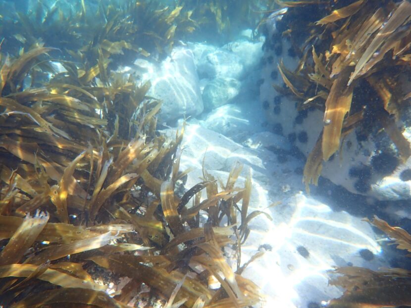 【メディア情報】HBC放送にて、団体連携による取り組みが紹介されました